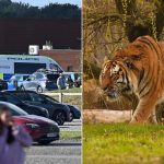 Latest on Man mauled to death by tiger at Yorkshire zoo ‘asked for photo moments before he climbed into enclosure’