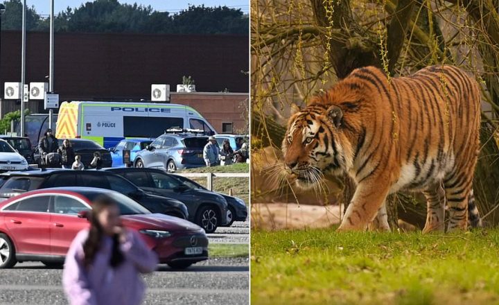Latest on Man mauled to death by tiger at Yorkshire zoo ‘asked for photo moments before he climbed into enclosure’