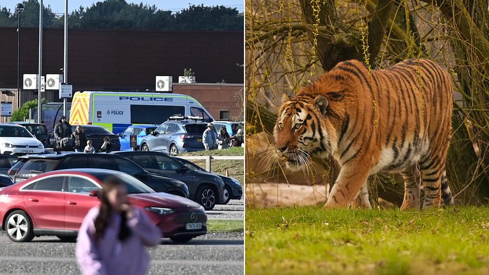 Latest on Man mauled to death by tiger at Yorkshire zoo ‘asked for photo moments before he climbed into enclosure’