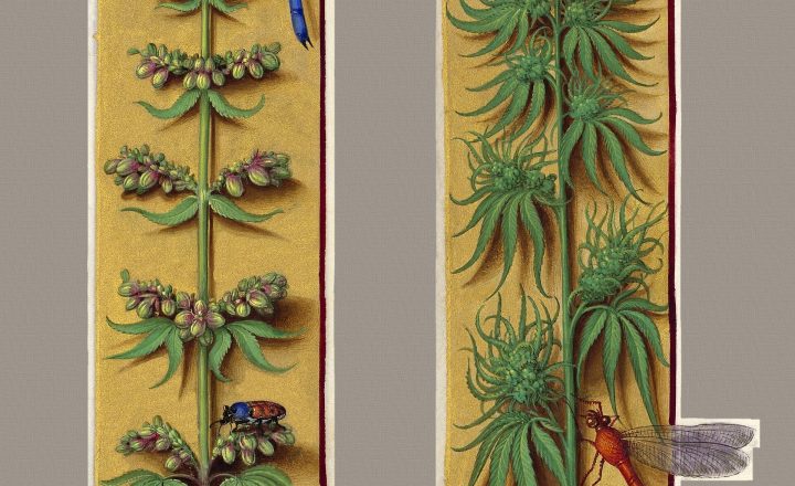 Why Cannabis Can Suddenly Trigger Panic - Neuroscience News