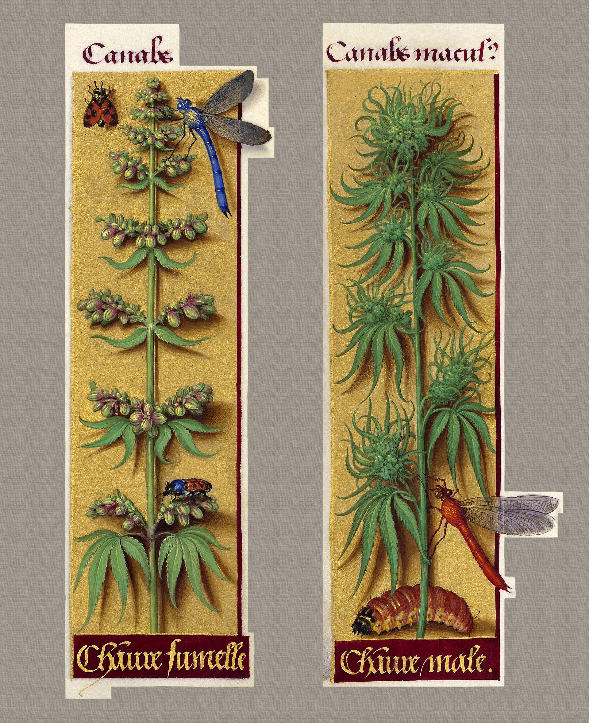 Why Cannabis Can Suddenly Trigger Panic - Neuroscience News