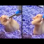 Funniest Animal Videos Ever