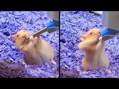 Funniest Animal Videos Ever